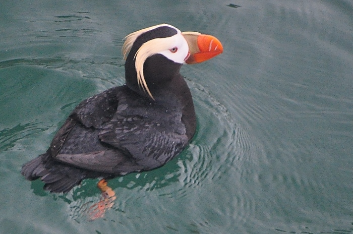 puffin on glacier bay